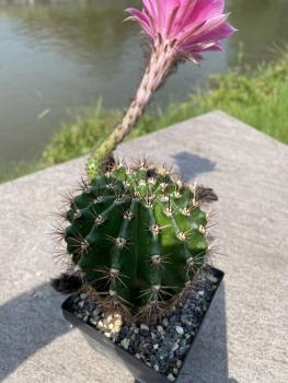 Echinopsis Hybr. magenta